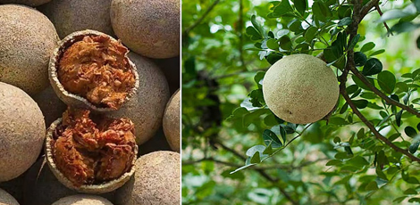 Enjoy these health benefits of eating wood apples or bel fruit or vilampazham!!