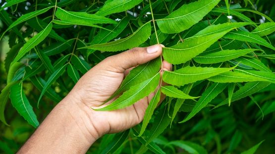 Natural Neem Remedies That May Help Reduce Dandruff