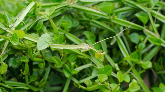 Pirandai: 10 Potential Health Benefits of This Traditional Medicinal Herb