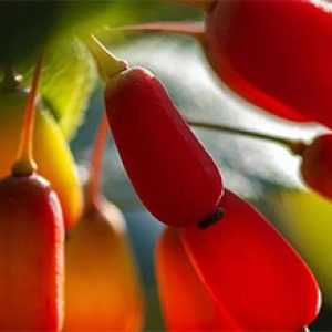 Know about the powerful supplement Berberine, its benefits and side effects etc!!