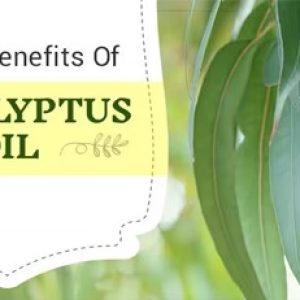 Amazing and unknown benefits of eucalyptus leaves!!