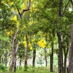 18 ஆண்டுகளில் ஒரு மரம் ₹1 லட்சம்!  சந்தன மர சாகுபடி!!!