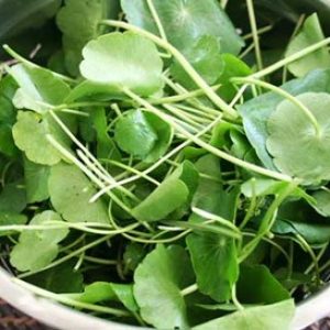 Why Vallarai Keerai Is Considered a Powerful Brain-Boosting Herb
