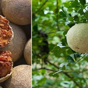 Enjoy these health benefits of eating wood apples or bel fruit or vilampazham!!