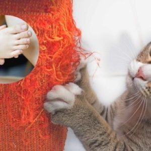 We can get this serious disease CSD through cat scratches, take care!!