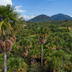 பனை மரம் வெட்ட ஆட்சியர் அனுமதி கட்டாயம் – புதிய வழிகாட்டி வெளியீடு!